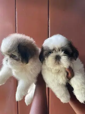 Shih tzu Puppies
