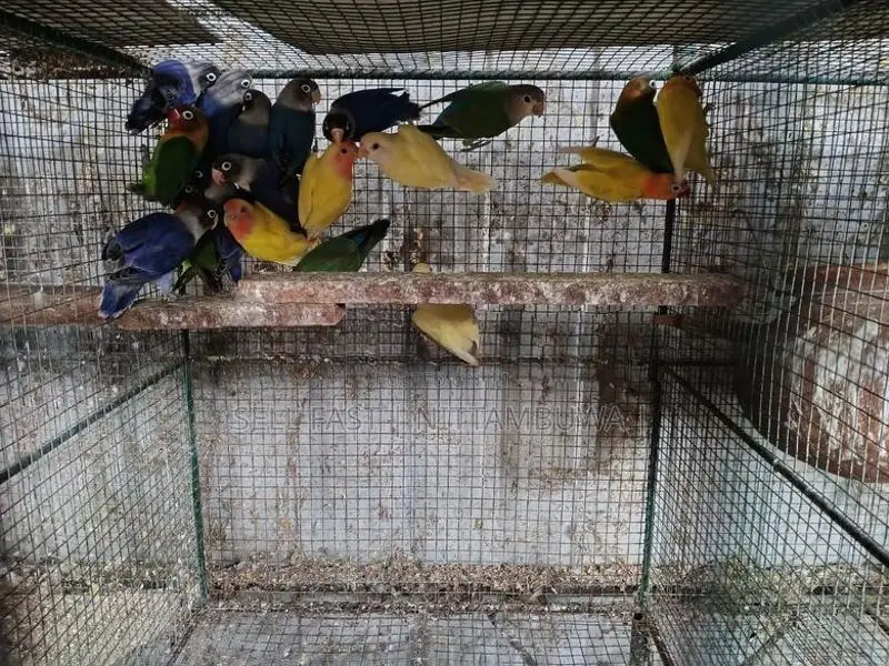 African Lovebirds