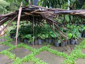 Bulath pala බුලත් පැල