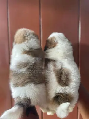 Shih tzu Puppies