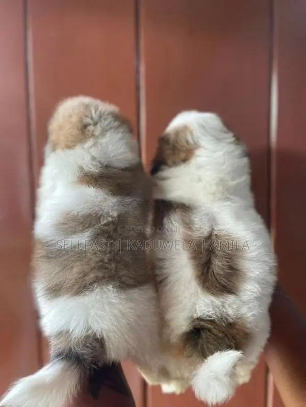 Shih tzu Puppies