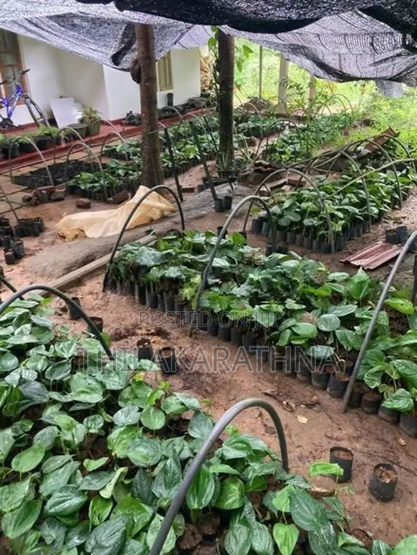 Bulath pala බුලත් පැල
