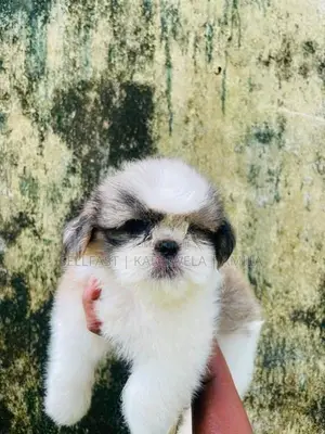 Shih tzu Puppies
