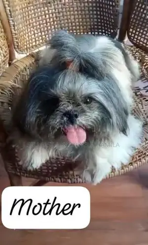 Shih tzu Puppies