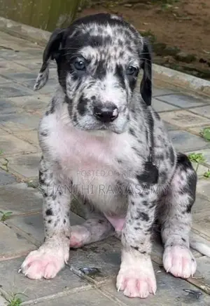 Great Dane Puppies