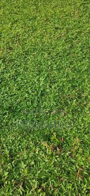Malasiyan Carpet grass