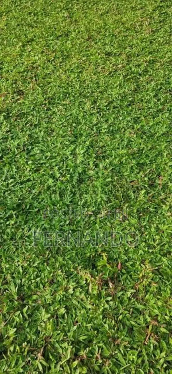 Malasiyan Carpet grass
