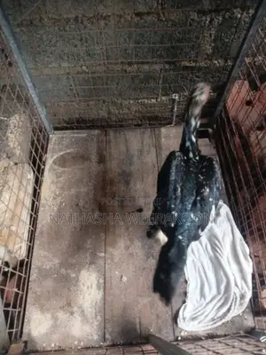 Shamo Rooster