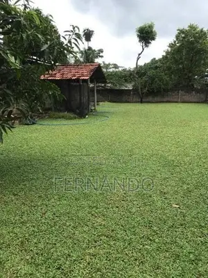 Malasiyan Carpet grass