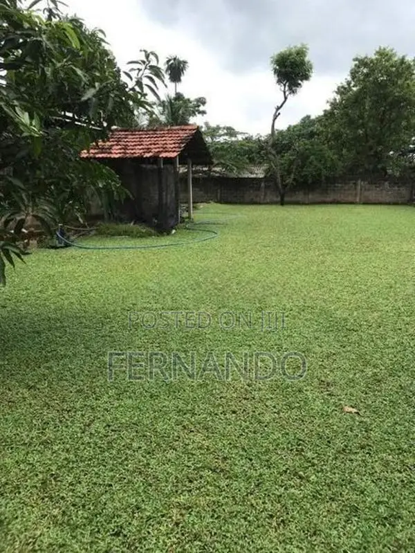 Malasiyan Carpet grass