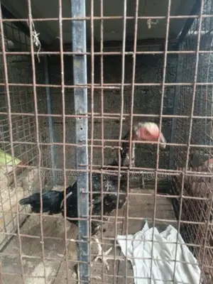 Shamo Rooster