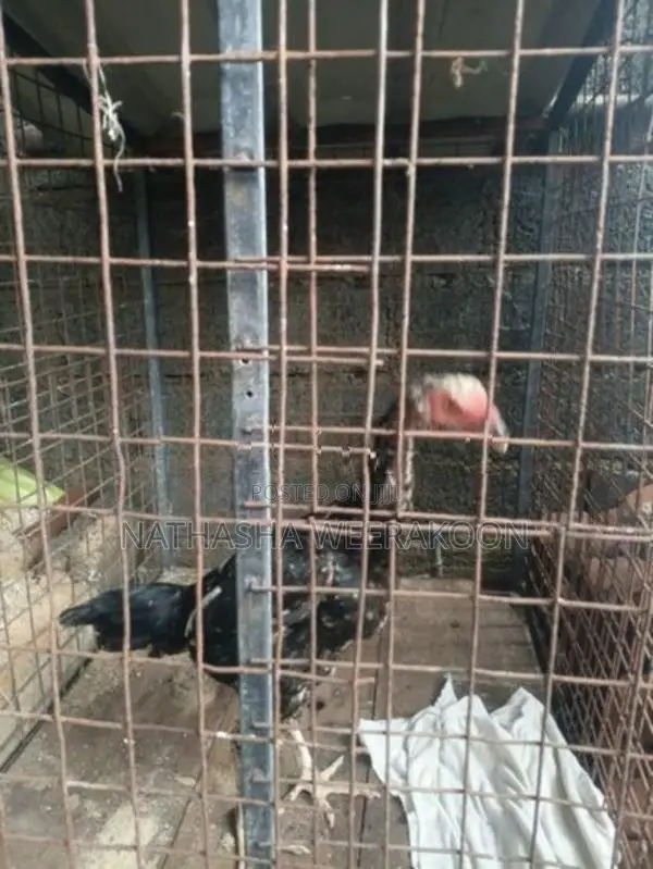 Shamo Rooster