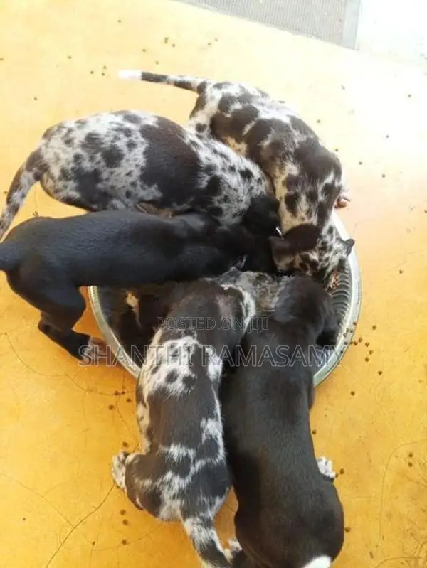 Great Dane Puppies