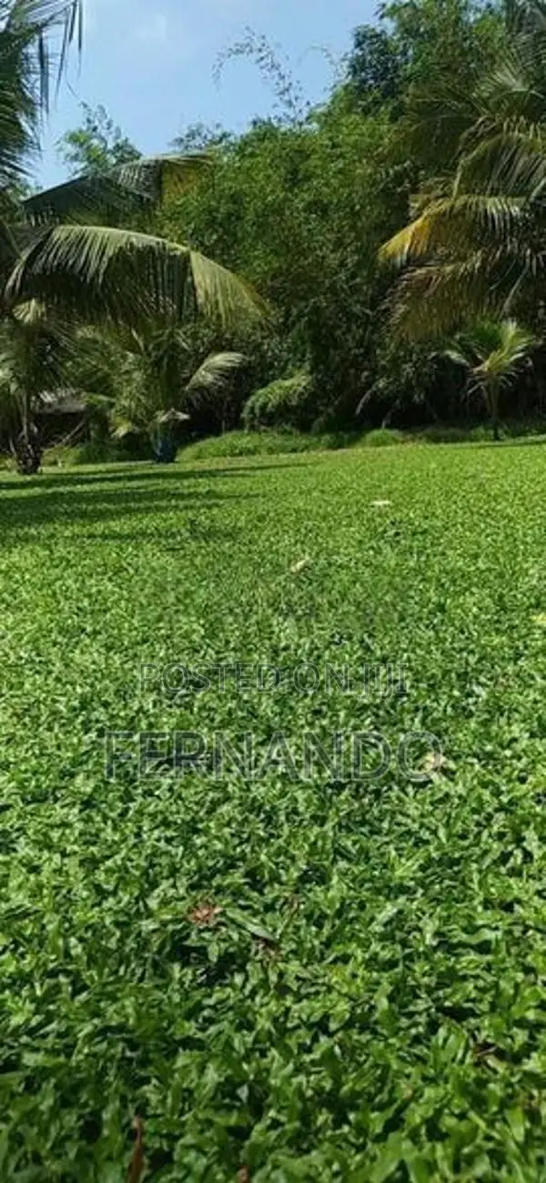 Malasiyan Carpet grass