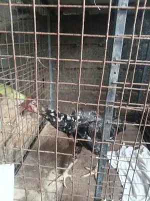 Shamo Rooster
