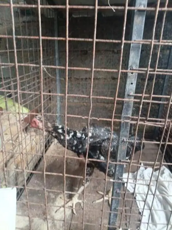 Shamo Rooster
