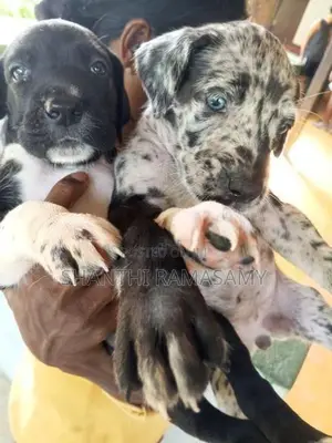 Great Dane Puppies