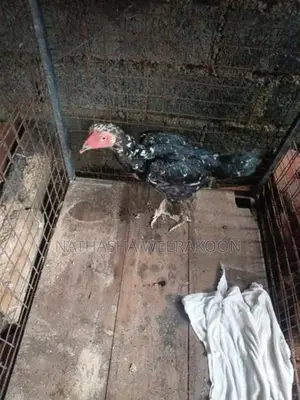Shamo Rooster
