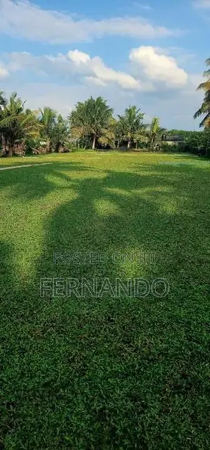 Malasiyan Carpet grass