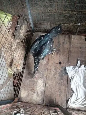 Shamo Rooster