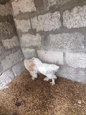 Brahma Chicken
