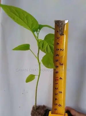 ස්කෝච් බොනට් ඩාක් ග්‍රීන් නයි මිරිස් පැල