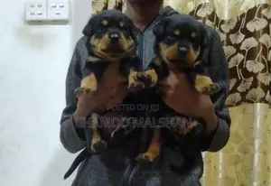 Rottweiler Puppy