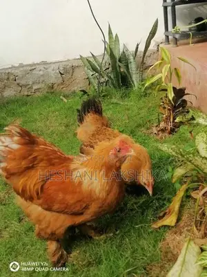 Brahma Chicken
