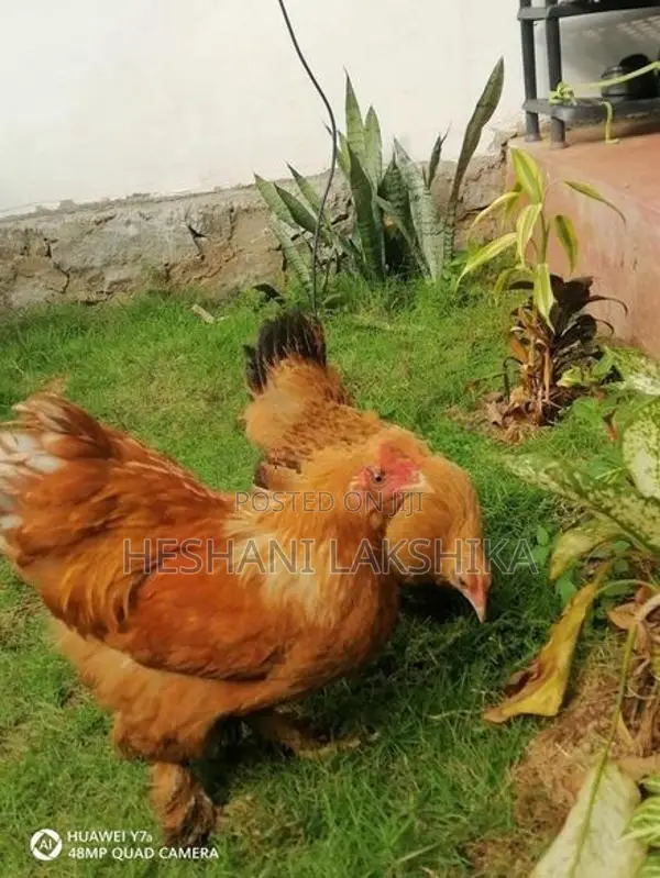 Brahma Chicken