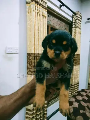 Rottweiler Puppy