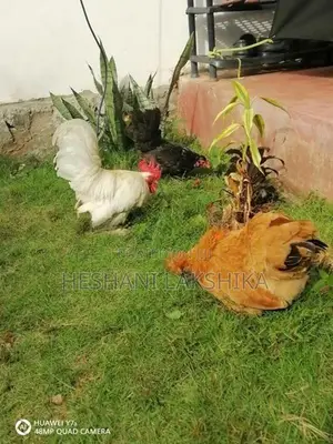 Brahma Chicken
