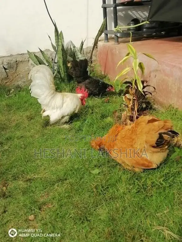Brahma Chicken