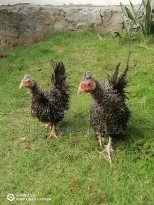 Brahma Chicken