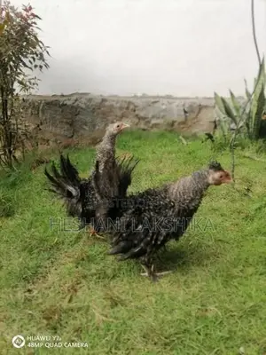 Brahma Chicken