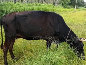 Farm Cow
