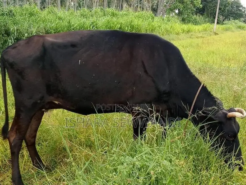Farm Cow