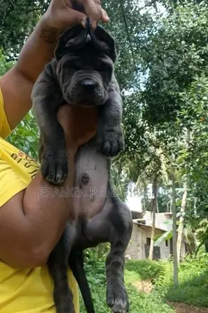 Cane Corso Puppy
