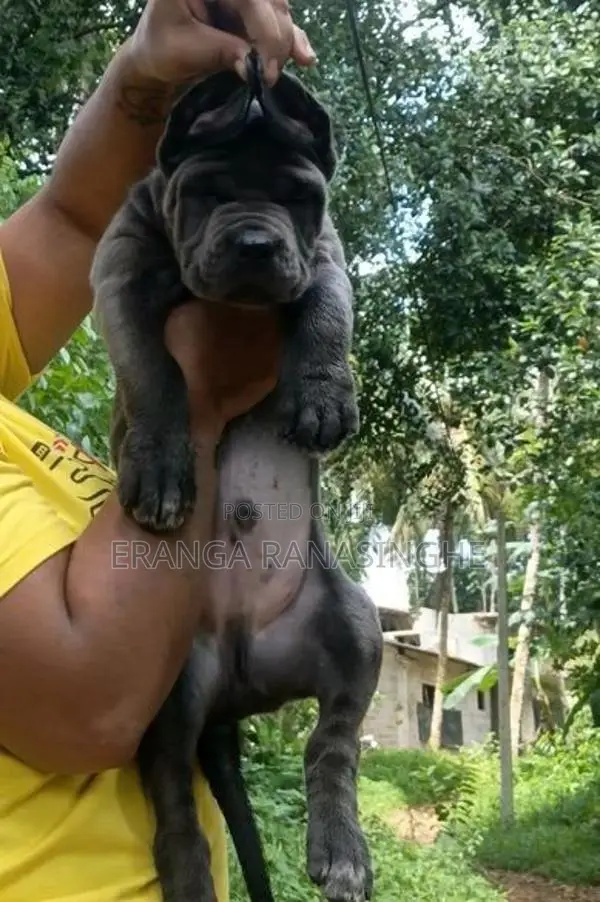 Cane Corso Puppy