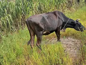 Farm Cow