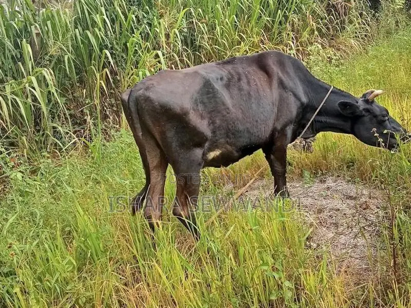 Farm Cow