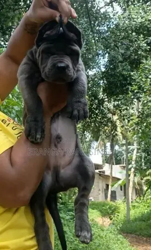 Cane Corso Puppy