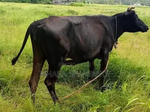 Farm Cow