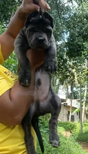 Cane Corso Puppy