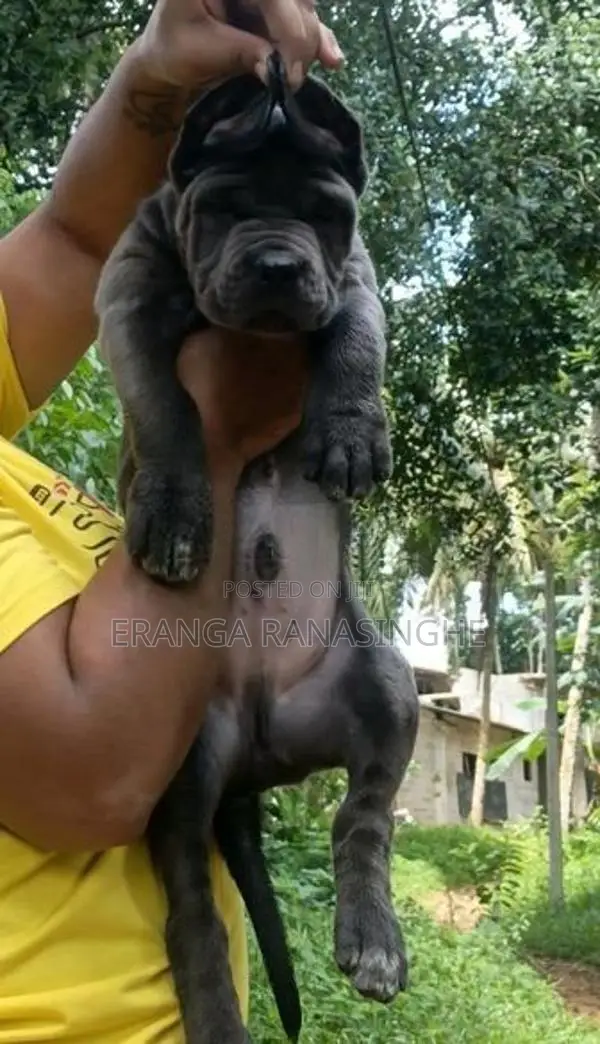 Cane Corso Puppy
