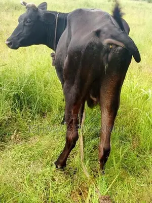 Farm Cow