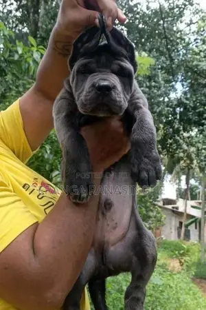 Cane Corso Puppy