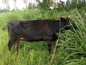 Farm Cow