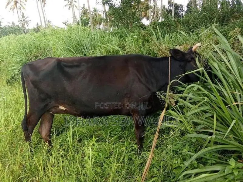 Farm Cow