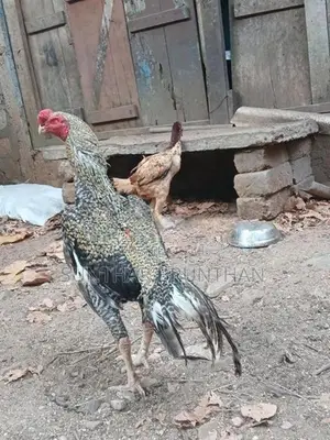 Rooster