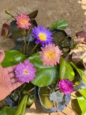 බැංකොක් මානෙල් පැළ